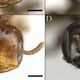 A male Perdita bee (left) has a surprisingly ant-like head, especially when compared with its female counterpart (right). Image: Zach Portman/Utah State University